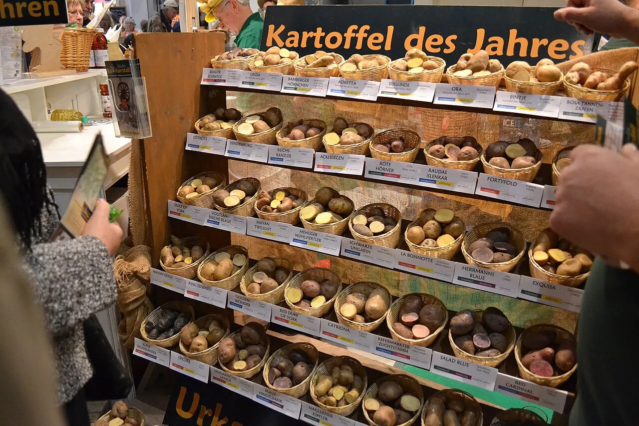 Messestand „Kartoffel des Jahres“ mit Dutzenden Körbchen verschiedener Kartoffelsorten in Gelb, Rot, Violett und Blau, jede mit Namensschild, darunter Linda und Bamberger Hörnchen