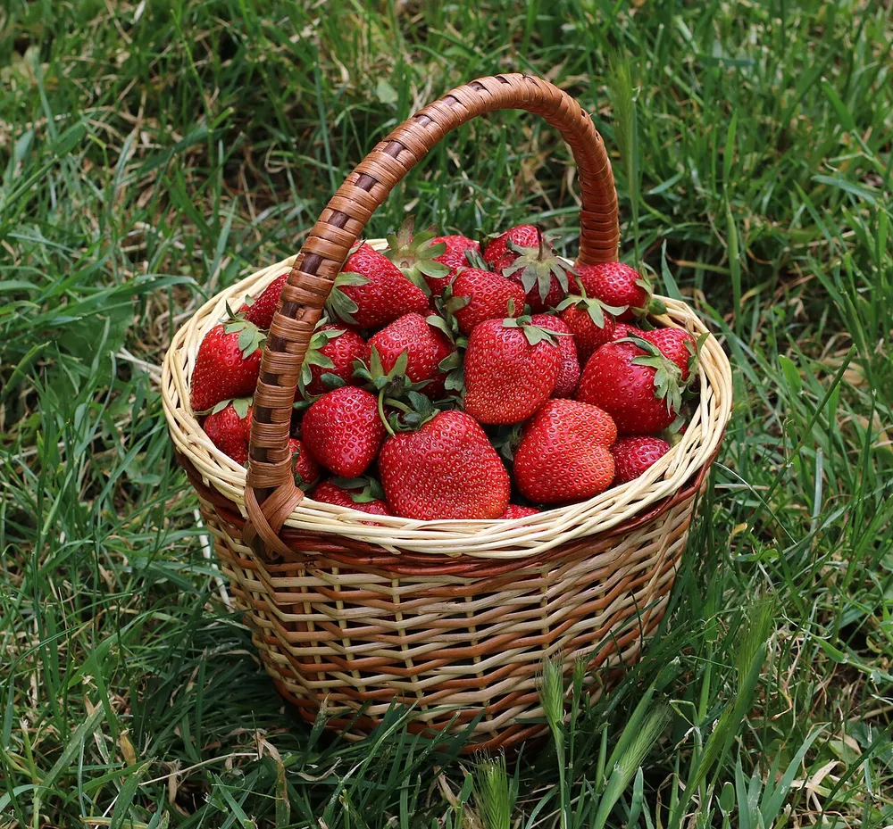 Frische rote Erdbeeren in einem geflochtenen Korb