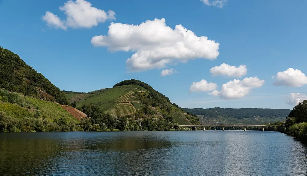Weinberge entlang der Mosel bei Neumagen-Dhron