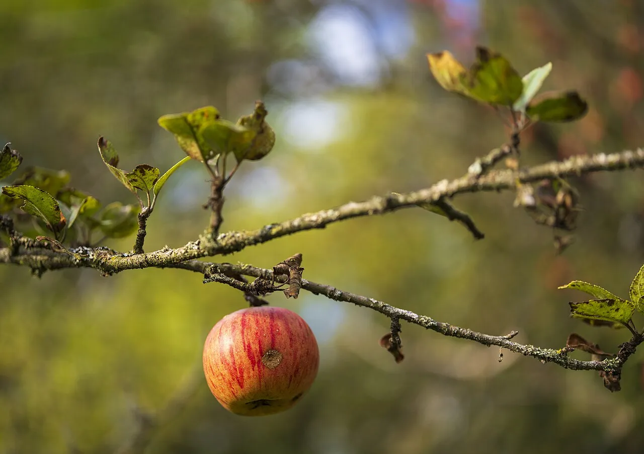 Ein einzelner rot gestreifter Apfel hängt an einem flechtenbewachsenen Ast in einer herbstlichen Streuobstwiese bei Beilstein in Württemberg