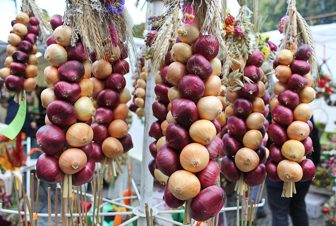 Zwiebelzöpfe aus roten und gelben Zwiebeln, oben mit Getreideähren und Trockenblumen gebunden, hängen an einem Marktstand auf dem Weimarer Zwiebelmarkt
