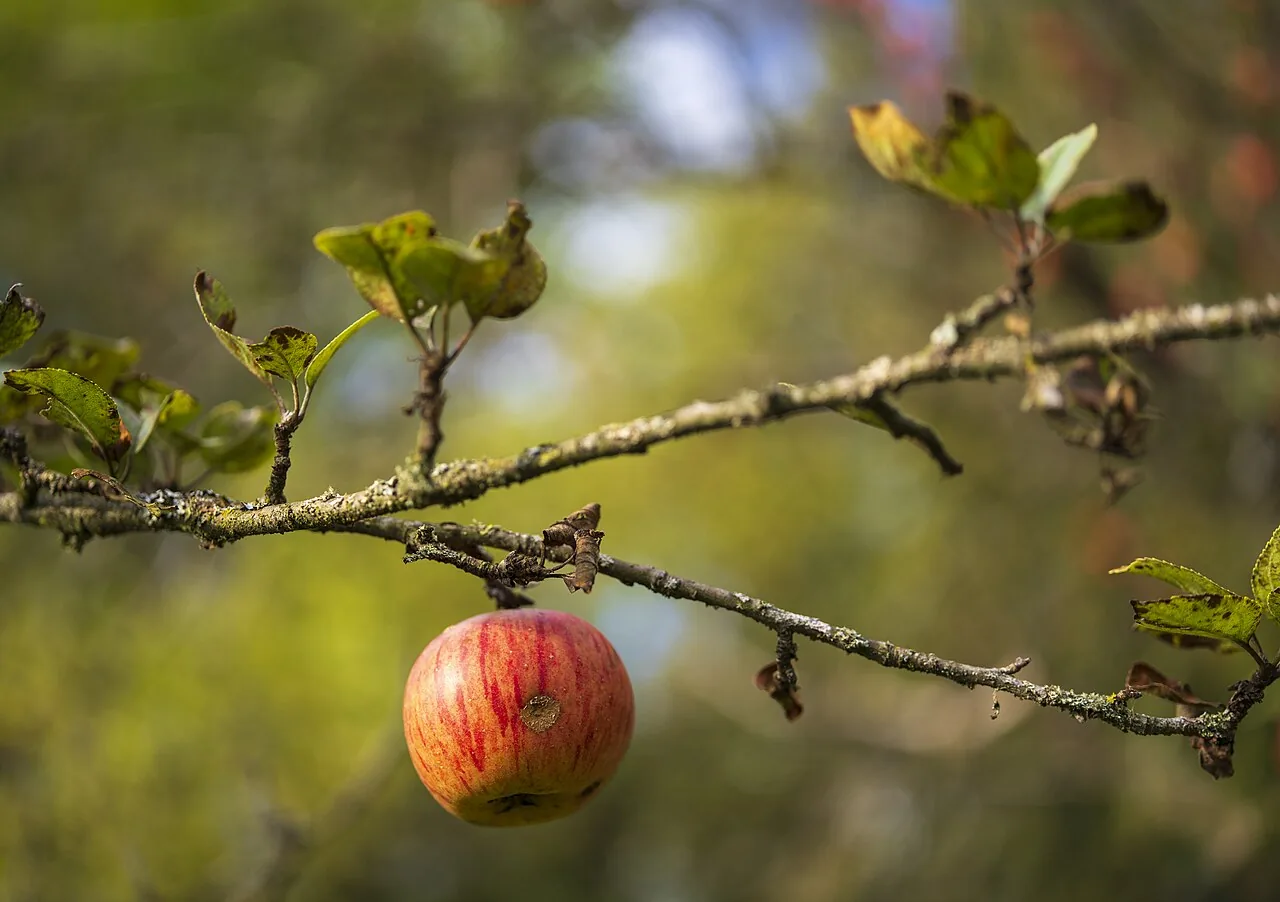 Ein reifer roter Apfel hängt an einem alten Hochstamm-Obstbaum auf einer Streuobstwiese, im Hintergrund sonnenbeschienene Wiese