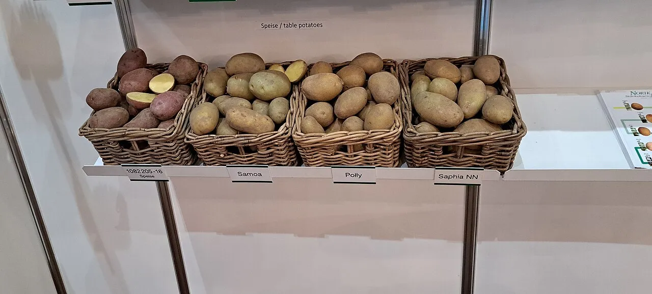 Vier Weidenkörbe mit Speisekartoffeln nebeneinander auf einem Regal, beschriftet mit den Sortennamen Samoa, Polly und Saphia, links eine rotschalige Sorte, einige Knollen aufgeschnitten mit gelbem Fleisch