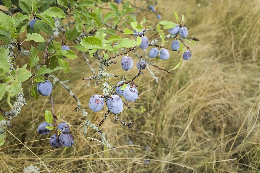 Reife blaue Zwetschgen mit weißem Reifschleier hängen an einem Zweig über einer sommerlichen Wiese