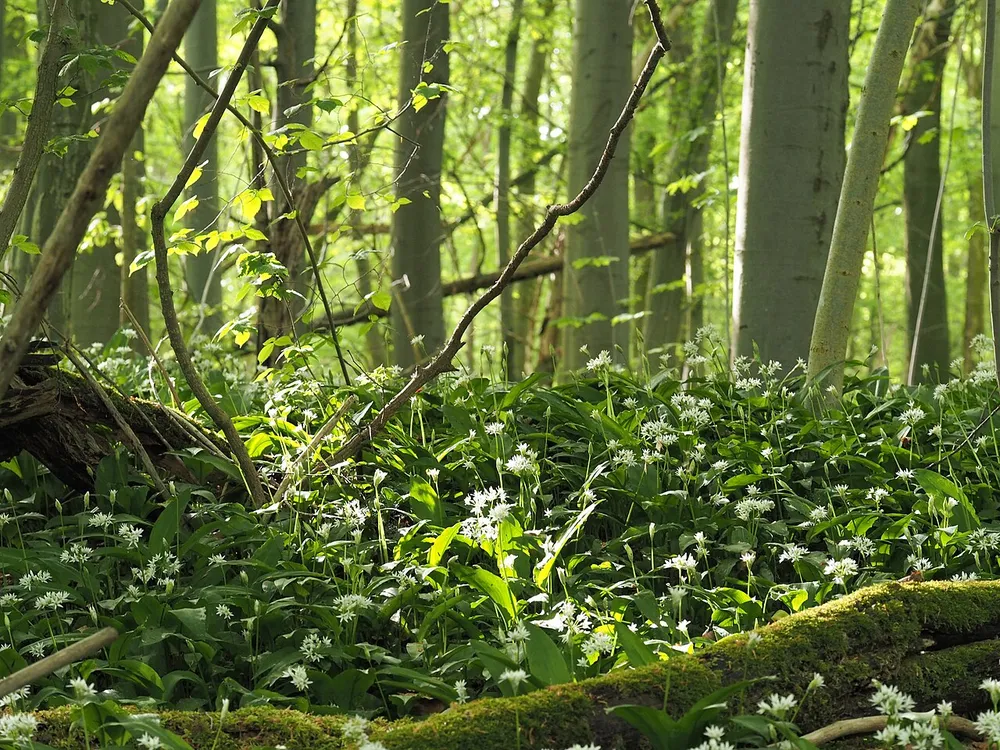 Blühender Bärlauch im Frühjahrs-Wald – dichte weiße Blüten auf dem Waldboden